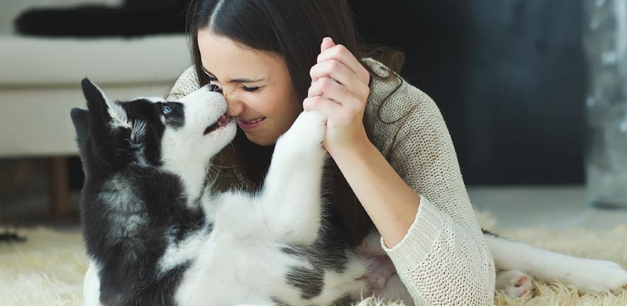 Enrol Your Pet image